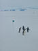 Penguins!