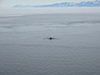 This is a whale.  I can't tell you what kind of whale it is -- that's just not my specialty.