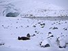 Beautiful view and local wildlife in Palmer Station's backyard.  A fur seal's nap in the fresh snow.
